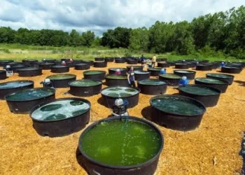 Biofuels are the future.