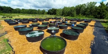 Biofuels are the future.